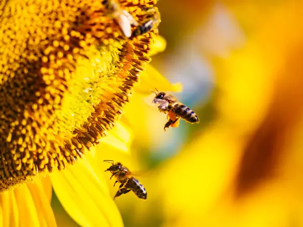 stock image Honey bee, a lot of bees collecting pollen at yellow flower, blooming yellow sunflower.