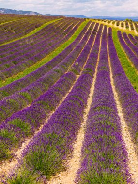 Lavanta çiçekleri tarlalarda çiçek açıyor. Yaz manzarası. Fransa ve Avrupa 'da Provence.