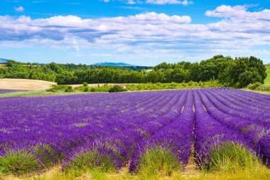 Blooming lavender field. Rural countryside landscape with mountains on horizon. Puimoisson region, Plateau Valensole, Alpes de Haute Provence in France.