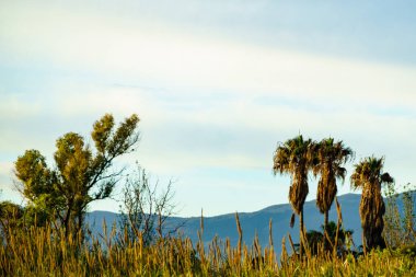 İspanyol manzarası, palmiye ağaçları, uzaktaki dağlar.