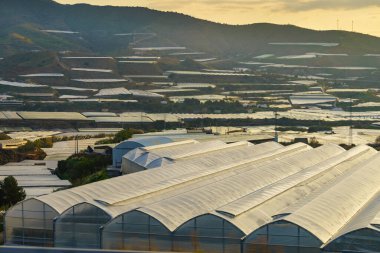 İspanyol manzarası ve birçok plastik serası olan deniz manzarası. Almerya bölgesi, Endülüs