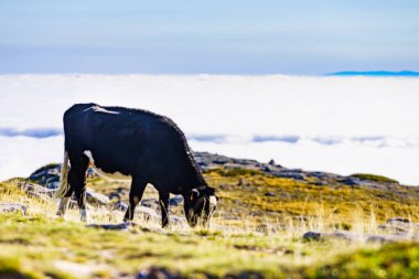 Bulutların üstündeki yüksek dağlarda inekler otluyor. Serra da Estrela Portekiz 'de.