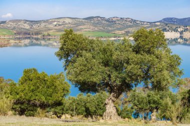 İspanyol doğa manzarası. Guadalhorce 'u ve etrafını zeytin ağaçlarıyla donatın. Ardales Barajı, Malaga Endülüs, İspanya