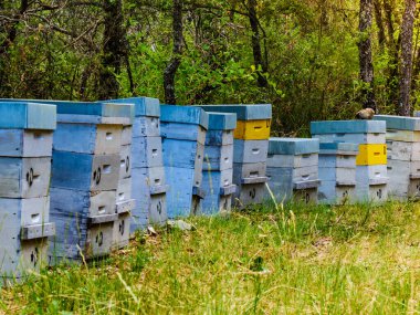 Yeşil ormanda bir sürü arı kovanı var. Bal arısı kovanı doğada, Provence France 'da. Arıcılık mı, arıcılık mı?.