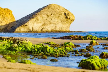 Cabo de Gata Nijar Doğal Parkı 'ndaki Monsul plajı. Almerya kıyıları. Yeşil bitkilerle kaplı taşlar, yosun çiçekleri..