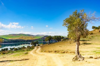 İspanyol doğa manzarası. Guadalhorce 'u mumyalayın ve kırsal bölgeyi zeytin ağacıyla çevreleyin. Ardales Barajı, Malaga Endülüs, İspanya