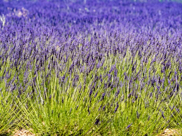 프랑스 프로방스에서는 라벤더 밭에서 꽃피는 — 스톡 사진