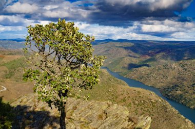 Douro river landscape. Border between Portugal and Spain. National Parks. View from Penedo Durao lookout.