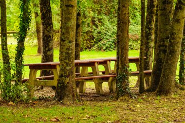 Piknik masası ve yeşil orman parkındaki banklar