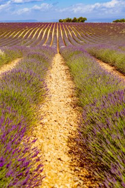 Fransa 'nın uzak bölgelerinde çiçek açan lavanta tarlaları ve dağları olan bir manzara. Çiçek mevsimi. Fransız tatili için cazibe gezisi.