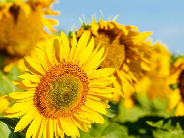 Çiçekli sarı ayçiçeği. Yaz doğası