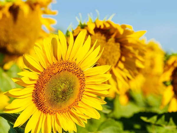 Çiçekli sarı ayçiçeği. Yaz doğası