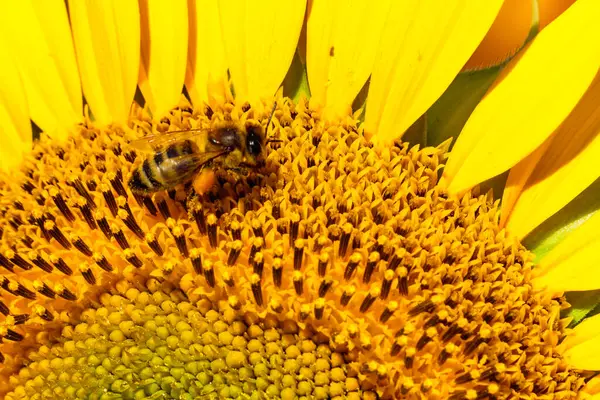 Bal arısı sarı çiçekten polen topluyor, sarı ayçiçeği açıyor..