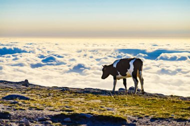 Bulutların üstündeki yüksek dağlarda inekler otluyor. Serra da Estrela Portekiz 'de.