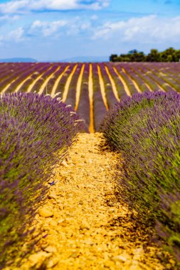 Lavanta çiçekleri tarlalarda çiçek açıyor. Yaz manzarası. Fransa ve Avrupa 'da Provence.