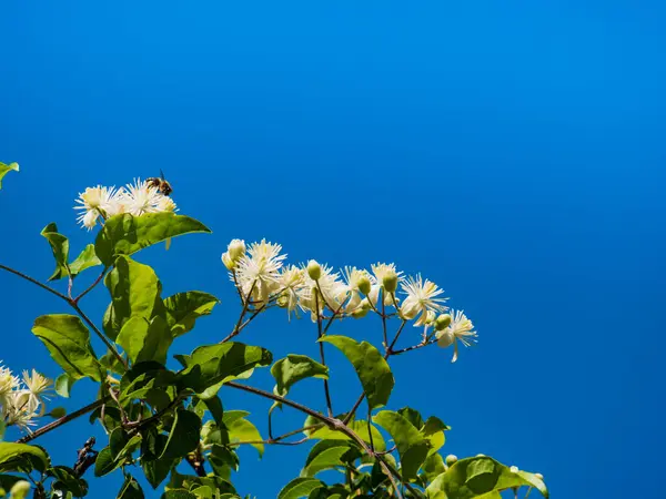 在蓝天下绽放的白花和采集花粉的蜜蜂 免版税图库照片