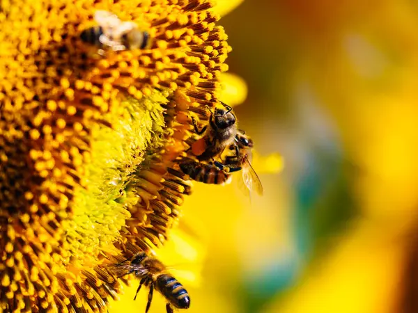 许多蜜蜂在黄色的花朵上采蜜 盛开黄色的向日葵 免版税图库图片