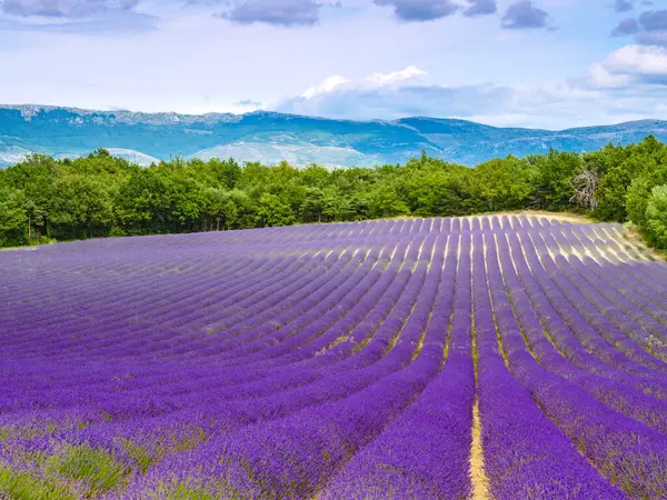 Blooming Lavender Field Rural Countryside Landscape Mountains Horizon Puimoisson Region — Foto de Stock