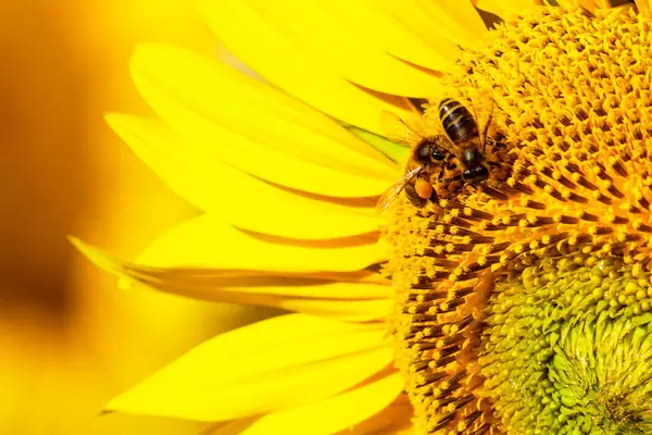 Honey Bee Collecting Pollen Yellow Flower Blooming Yellow Sunflower Jogdíjmentes Stock Fotók
