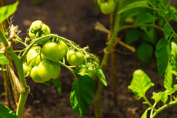토마토는 정원에서 자라고 있습니다 스톡 이미지
