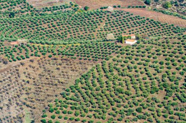 Tepedeki çiftlik. Bahçeler yeşil ağaçlar ve ev inşaatı.