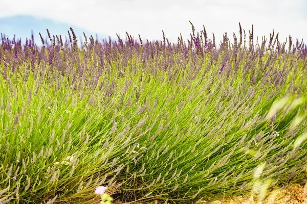 Levendula Mező Virágzó Provence Ban Franciaországban Virágzási Időszak Stock Fotó