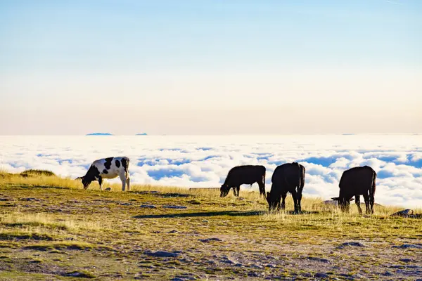 Vacas Pastos Altas Montañas Por Encima Las Nubes Serra Estrela Fotos de stock libres de derechos