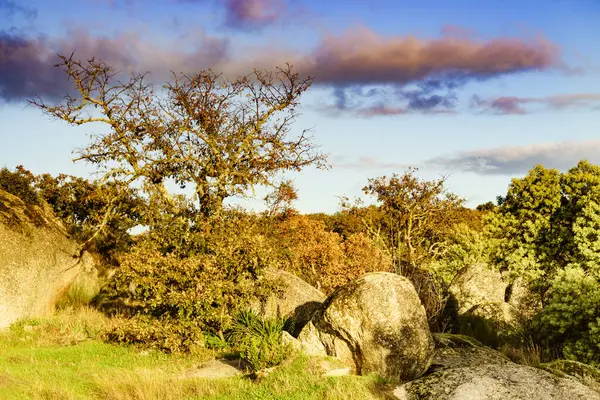 Sonbahar Meşe Ağacı Mavi Gökyüzüne Karşı Sonbahar Doğal Manzarası Stok Resim