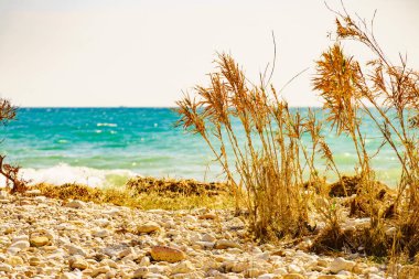 Plaj bitkisi olan deniz kıyısı. Doğa, kıyı manzarası