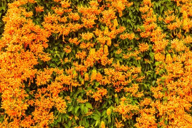 Orange flowers hanging over the garden fence wall in Spain. Pyrostegia venusta. Nature, blooming background. clipart