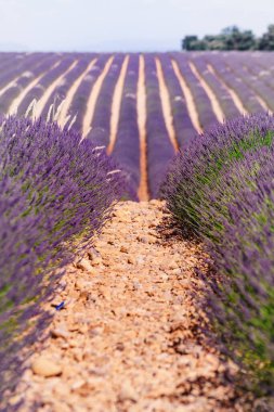 Lavanta çiçekleri tarlalarda çiçek açıyor. Yaz manzarası. Fransa ve Avrupa 'da Provence.