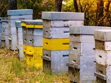Yeşil ormanda bir sürü arı kovanı var. Bal arısı kovanı doğada, Provence France 'da. Arıcılık mı, arıcılık mı?.