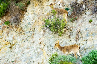 İspanyol dağ keçisi, kayalık arazide vahşi dağ keçisi, İspanya. Vahşi yaşam hayvanları.