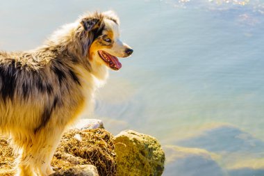 Doğada ağzı açık bir köpek.