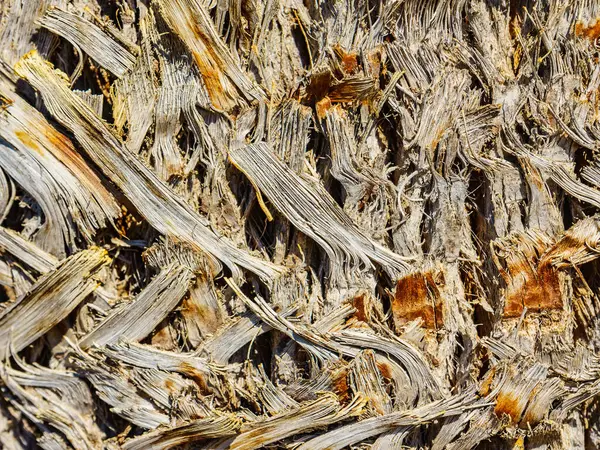 stock image Close up of palm tree bark. Natural texture detail.