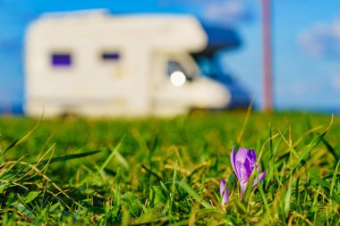 Crocus flower and camper vehicle camping in the distance. Caravan vacation. clipart