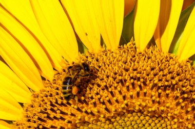 Bal arısı sarı çiçekten polen topluyor, sarı ayçiçeği açıyor..