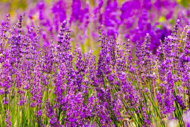 Provence, Fransa 'da lavanta tarlaları çiçek açtı. Çiçek mevsimi. Fransız tatili için cazibe gezisi.