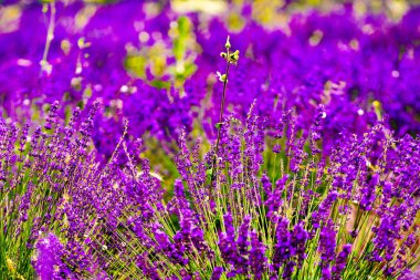 Provence, Fransa 'da lavanta tarlaları çiçek açtı. Çiçek mevsimi. Fransız tatili için cazibe gezisi.