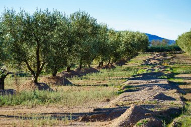Geleneksel zeytin ağaçları çiftliği. İspanyol doğa manzarası