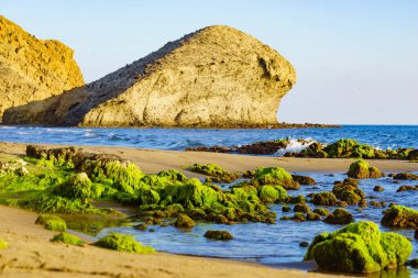 Cabo de Gata Nijar Doğal Parkı 'ndaki Monsul plajı. Almerya kıyıları. Yeşil bitkilerle kaplı taşlar, yosun çiçekleri..
