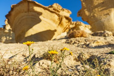 İspanya 'nın Murcia bölgesinde turistik ilgi. Büyülü şehir Bolnuevo, doğal sarı kumtaşı oluşumları.