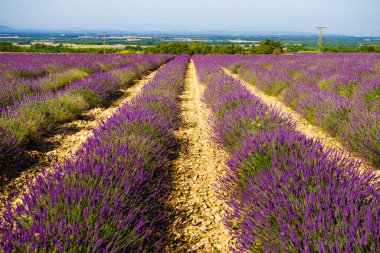 Lavanta tarlası. Fransa 'da Provence. Çiçek mevsimi.