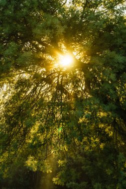 Taze yeşil yaprakları ve güneş ışığıyla ağaçların tepelerine bakan