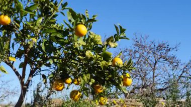 Olgun taze portakallı portakal ağacı dallara asılmış narenciye meyveleri. İspanyol doğa manzarası