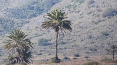 Sıcak, titrek bir havada, arka planda bir palmiye ağacı. İspanya doğa manzarası, Murcia 'daki Calblanque doğal parkı..