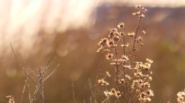 Güneşli bir günde çayır tarlasının arka planına karşı örümcek ağlarında çiçek kuruyan kuru bitki. Bahar zamanı doğa.