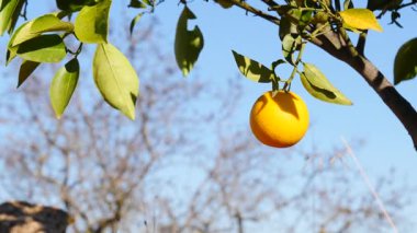 Olgun taze portakallı portakal ağacı, dallara asılmış narenciye..