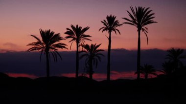 Sierra Alhamilla Dağları 'ndaki palmiye ağaçlarıyla kaplı manzara, İspanya. Sabahın ilk ışıklarıyla.
