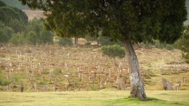 İspanya 'daki Sad Hill mezarlığı. Film mekanı. Burada iyi, kötü ve çirkin ile Clint Eastwood 'un oynadığı kovboy filmleri vardı. Turistik yer.